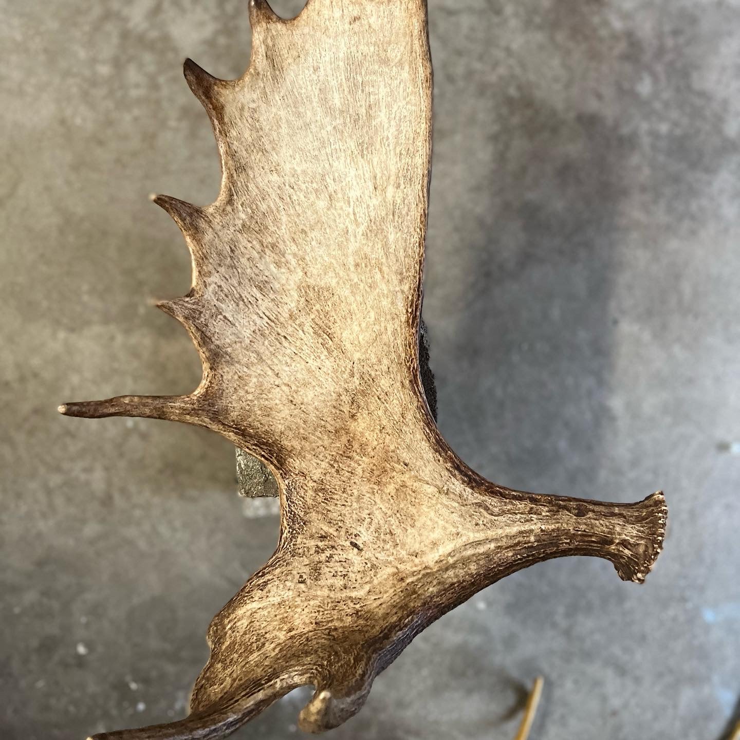 Whole Moose Antlers